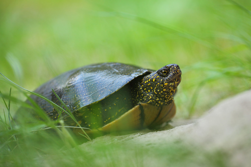 Amphibians Reptiles 