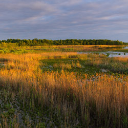 Polesie Zachodnie, Poleski Park Narodowy