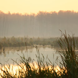 Western Polesie, Łęczna Lakes Landscape Park, Parczew Forests