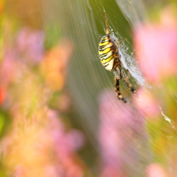 Tygrzyk paskowany (Argiope bruennichi)