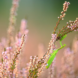 European Mantis (Mantis religiosa)