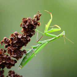 Modliszka zwyczajna (Mantis religiosa)