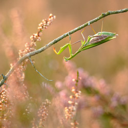 European Mantis (Mantis religiosa)