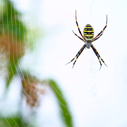 Wasp spider (Argiope bruennichi)