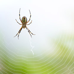 Wasp spider (Argiope bruennichi)