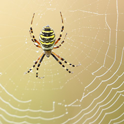 Wasp spider (Argiope bruennichi)