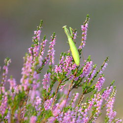 Modliszka zwyczajna (Mantis religiosa)