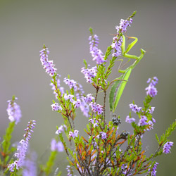 European Mantis (Mantis religiosa)