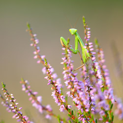 European Mantis (Mantis religiosa)