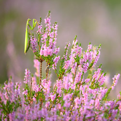 European Mantis (Mantis religiosa)