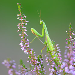 European Mantis (Mantis religiosa)