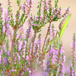 European Mantis (Mantis religiosa)