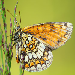 Heath Fritillary (Melitaea athalia)