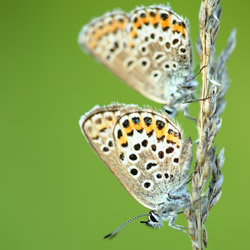 Common Blue (Polyommatus icarus)