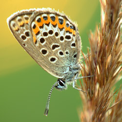 Common Blue (Polyommatus icarus)