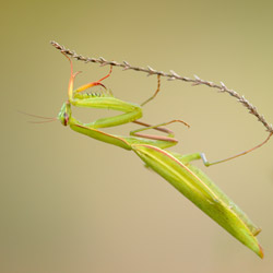 European Mantis (Mantis religiosa)