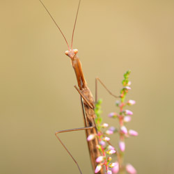 Modliszka zwyczajna (Mantis religiosa)