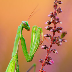 Modliszka zwyczajna (Mantis religiosa)