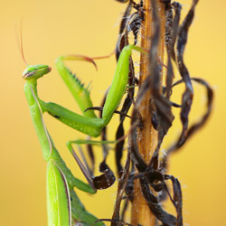 European Mantis (Mantis religiosa)