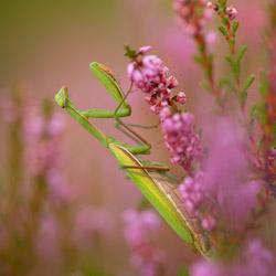 Modliszka zwyczajna (Mantis religiosa)