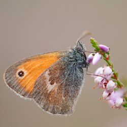 Small heath (Coenonympha pamphilus)