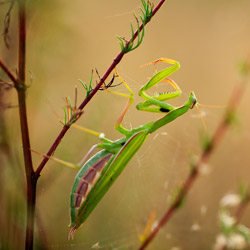 European Mantis (Mantis religiosa)