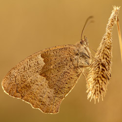 The Meadow Brown (Maniola jurtina)