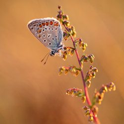 Common Blue (Polyommatus icarus)