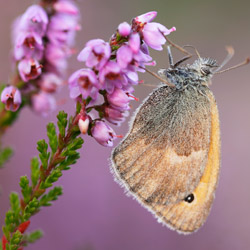 The Meadow Brown (Maniola jurtina)