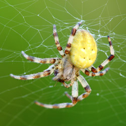 Krzyżak łąkowy (Araneus quadratus)