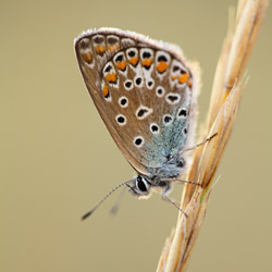 Common Blue (Polyommatus icarus)