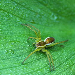 Bagnik przybrzeżny (Dolomedes fimbriatus)