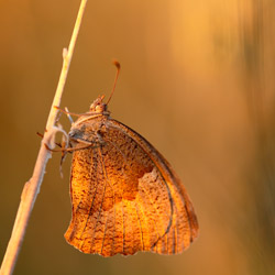 The Meadow Brown (Maniola jurtina)