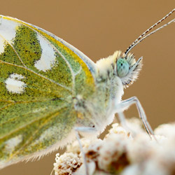 The Bath White (Pontia daplidice)