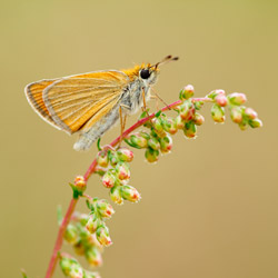 Small Skipper (Thymelicus sylvestris)