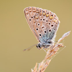 Common Blue (Polyommatus icarus)