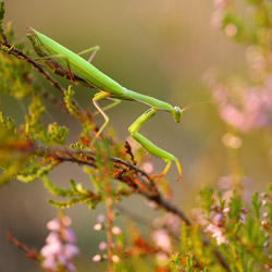 European Mantis (Mantis religiosa)