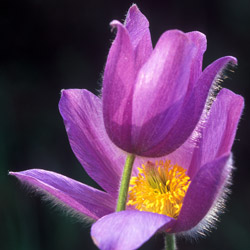 Eastern pasqueflower (Anemone patens)