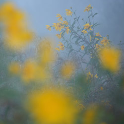 The Jerusalem artichoke (Helianthus tuberosus)