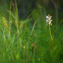 Common spotted orchid (Dactylorhiza fuchsii )