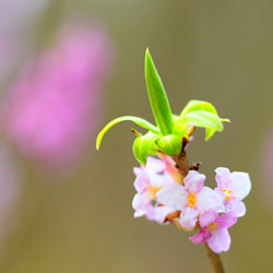 Daphne mezereum