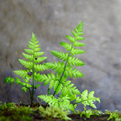 The broad buckler-fern (Dryopteris dilatata)