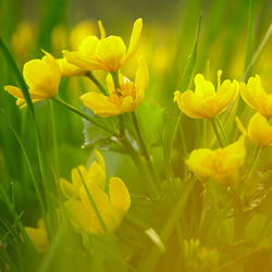 Yellow marsh marigold (Caltha palustris)