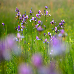 Siberian iris (Iris sibirica)