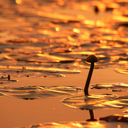 Grążel żółty (Nuphar lutea)