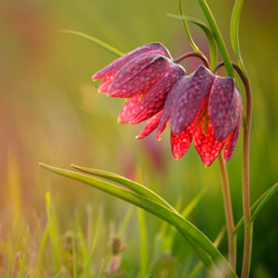 Szachownica kostkowata (Fritillaria meleagris)