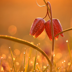 Checkered lily (Fritillaria meleagris)