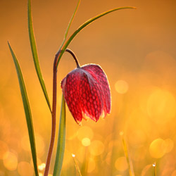 Szachownica kostkowata (Fritillaria meleagris)