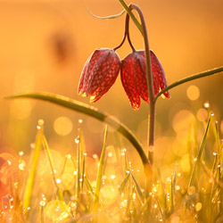 Szachownica kostkowata (Fritillaria meleagris)