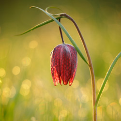 Szachownica kostkowata (Fritillaria meleagris)